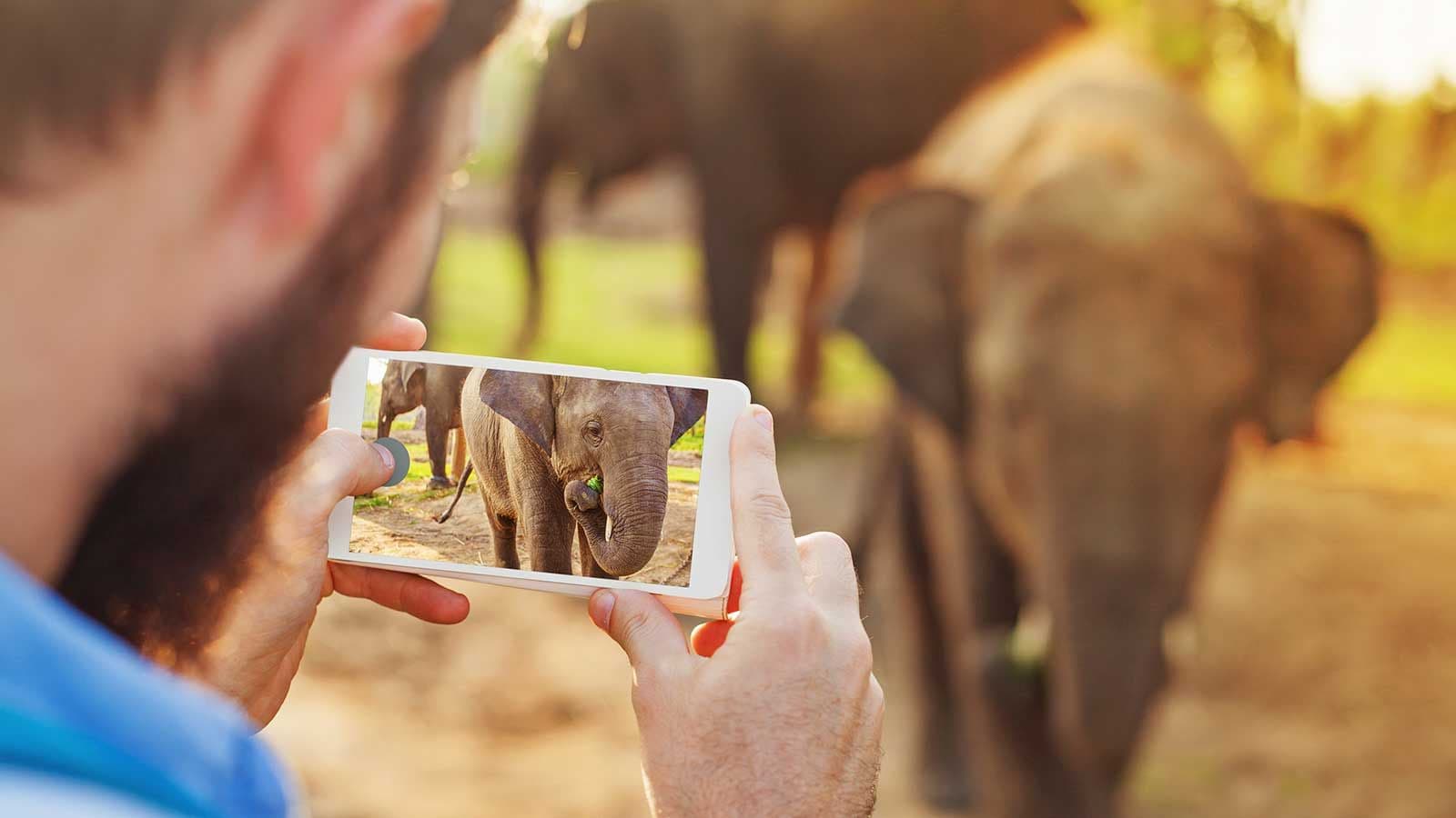 Mand tager billede med telefon af elefanter i Tysk zoo