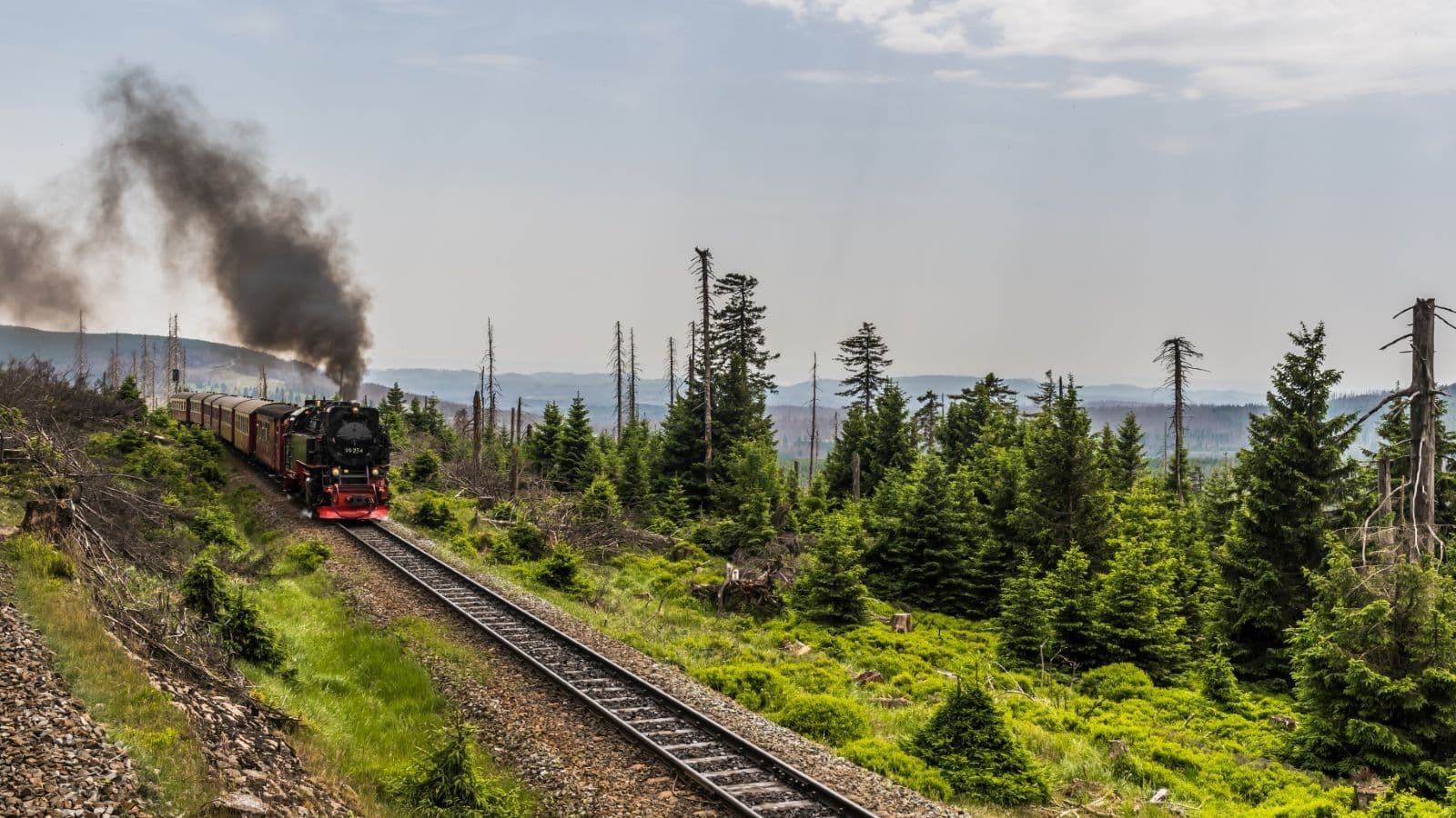 Train in the forest landscape